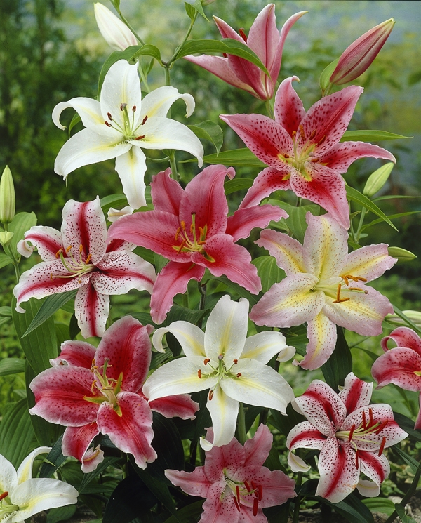 Bulbs are Easy Plants List Lilium