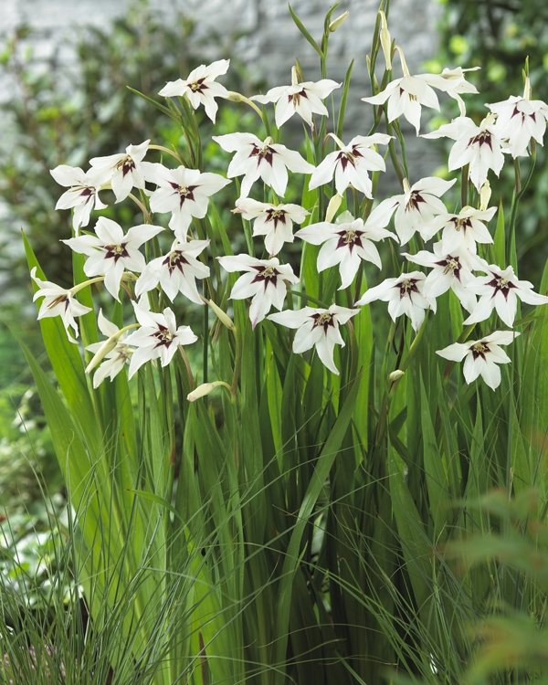 Bulbs are Easy SummerBlooming Bulbs Acidanthera
