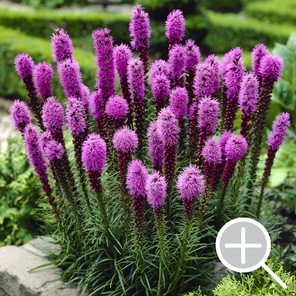 Bulbs are Easy SummerBlooming Bulbs Liatris