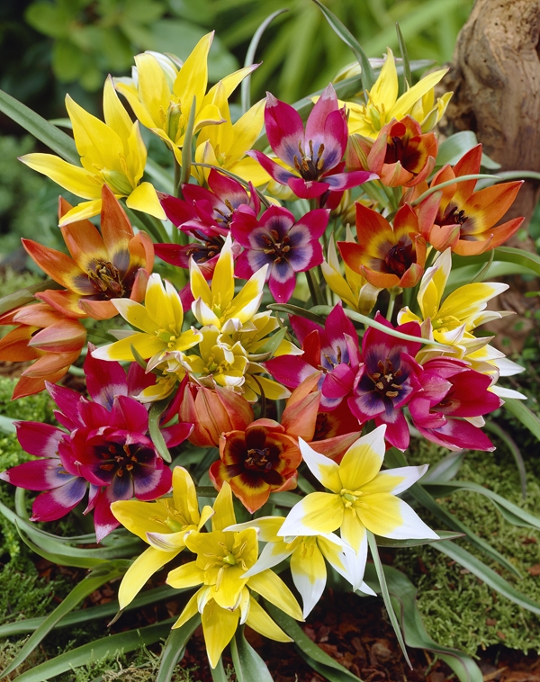 Bulbs are Easy Plants List Tulipa
