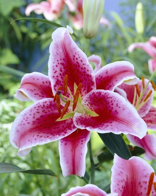 Bulbs are Easy - bulbsareeasy.com | Summer-Blooming Bulbs | Lilium - Lily