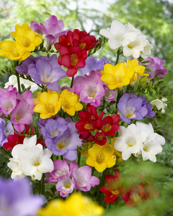 Bulbs are Easy SummerBlooming Bulbs Freesia