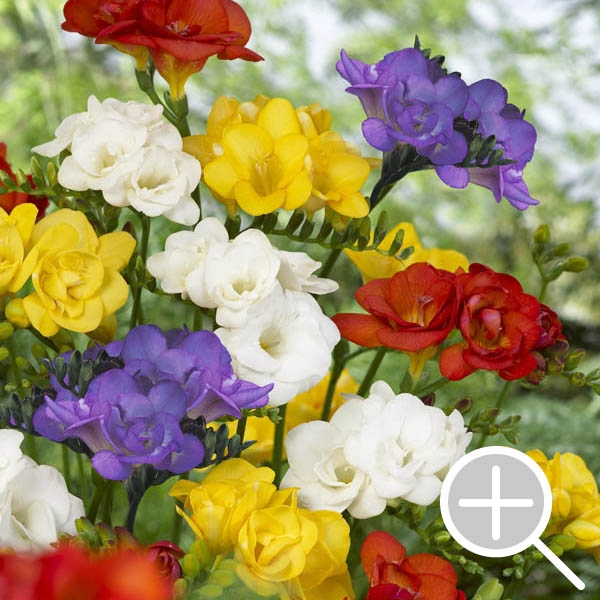 Bulbs are Easy SummerBlooming Bulbs Freesia