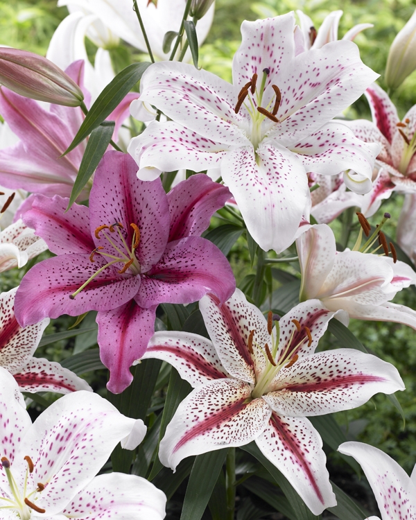 Bulbs are Easy Plants List Lilium