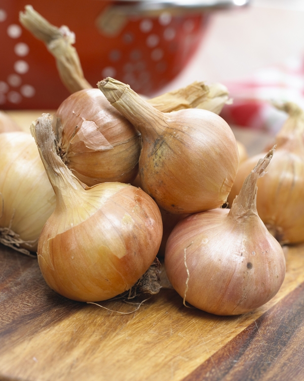 Bulbs are Easy SummerBlooming Bulbs Shallots