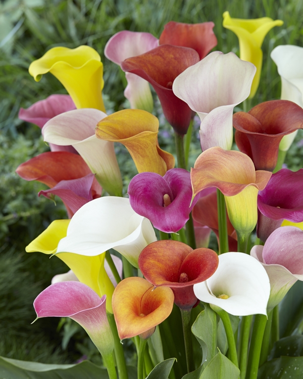 Bulbs are Easy - bulbsareeasy.com | Great Cut Flowers | Calla Lilies ...